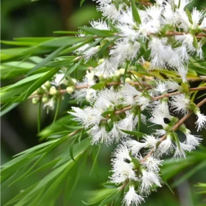 Tea Tree Oil