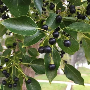 camphor oil