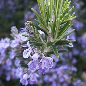 Rosemary-oil