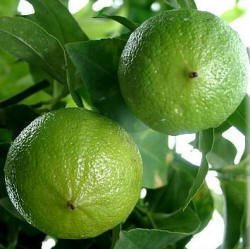 bergamot-oil
