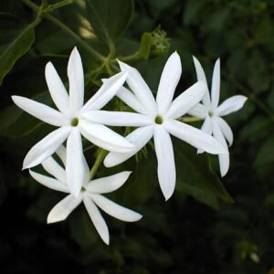jasmine oil