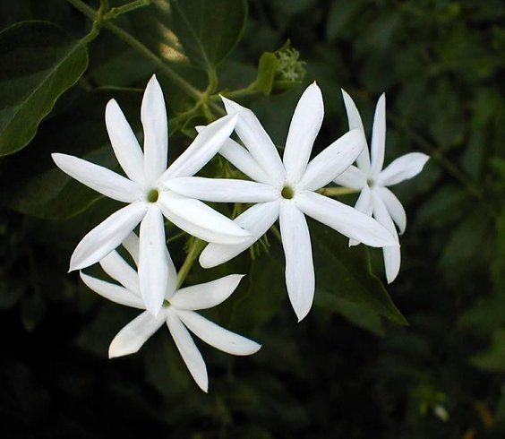 jasmine oil