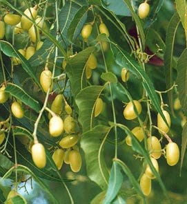 neem essential oil