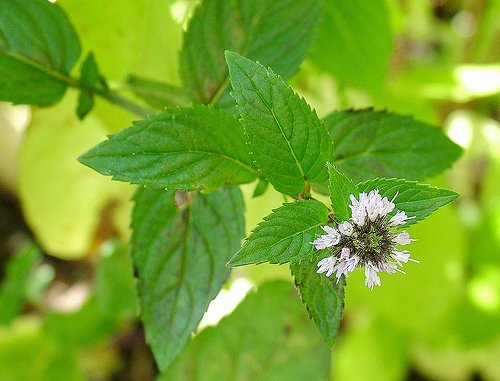 Peppermint oil